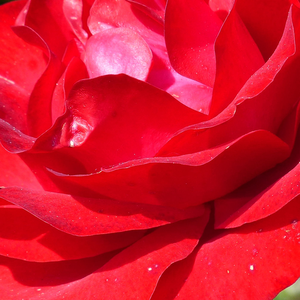 Róże ogrodowe - róże rabatowe floribunda - czerwony  - Rosa  Nina Weibull® - róża z dyskretnym zapachem - POULSEN, Niels Dines - Kwitnie w kiściach, przez długi czas i często, długo utrzymuje kwiaty. Stosowana jest także, jako róża cięta.